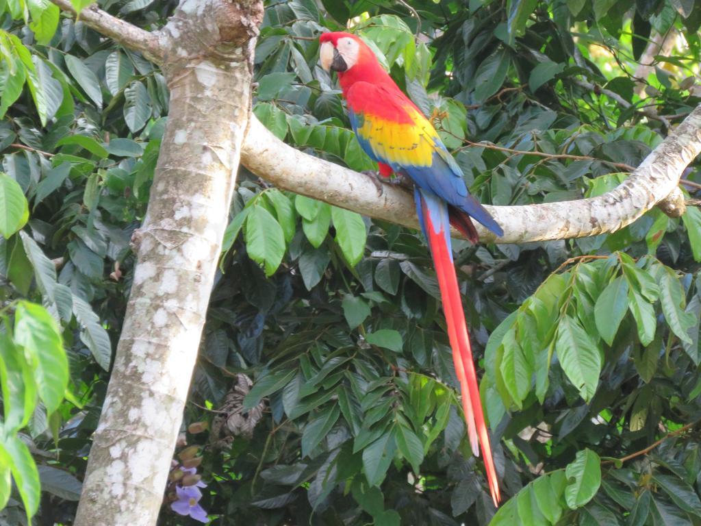 Jungle Creek Manuel Antonio Exterior foto
